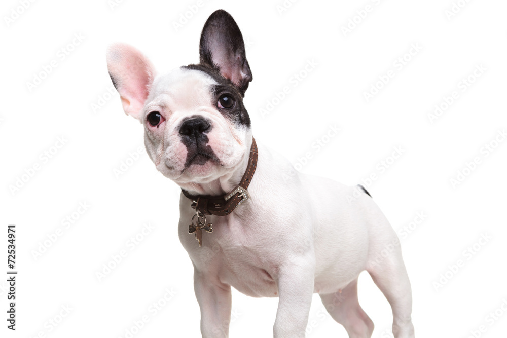 Fototapeta premium alert little french bulldog puppy standing