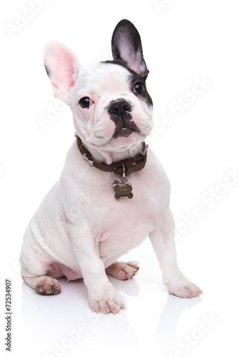 Fototapeta Naklejka Na Ścianę i Meble -  adorable french bulldog puppy sitting