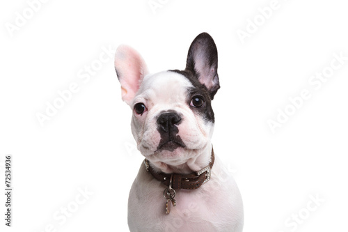 head of an adorable french puppy dog