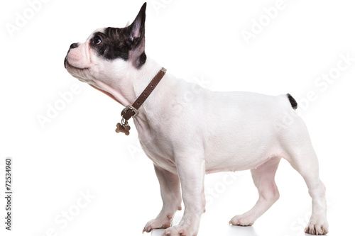 Fototapeta Naklejka Na Ścianę i Meble -  side view of a standing french bulldog puppy looking up