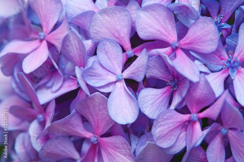 lilac-blue hydrangea background © Tamara Kulikova