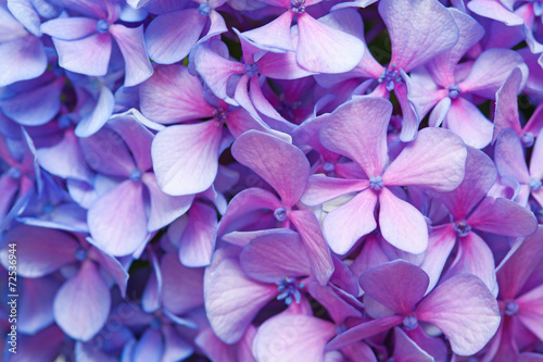 Tablou canvas lilac-blue hydrangea background