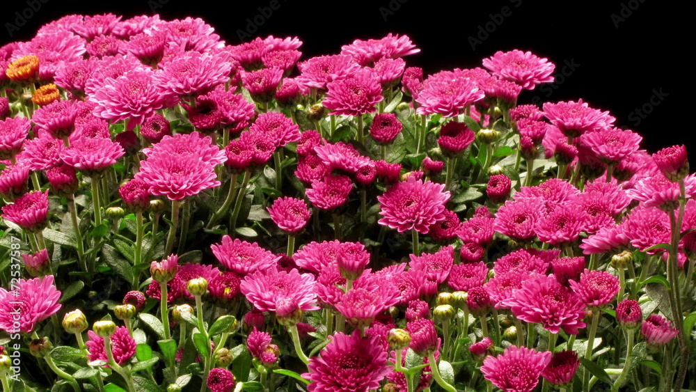 Time-lapse of purple Chrysanthemum flowers blooming. Time-lapse of purple Chrysanthemum flowers blooming.