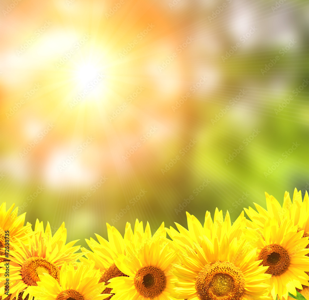 Obraz premium Bright yellow sunflowers
