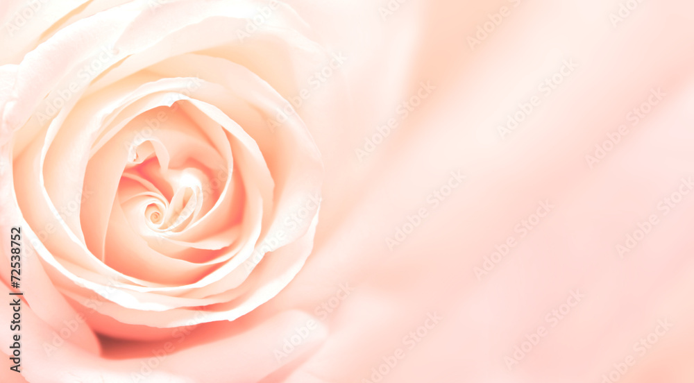 Banner with pink rose - obrazy, fototapety, plakaty 
