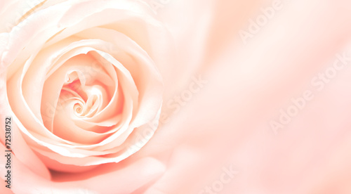 Banner with pink rose #72538752
