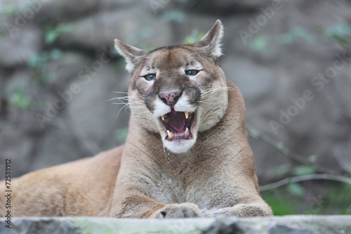 Puma With His Mouth Slightly Open