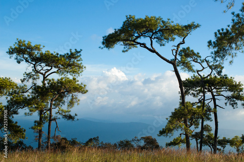 Pine trees in a meadow