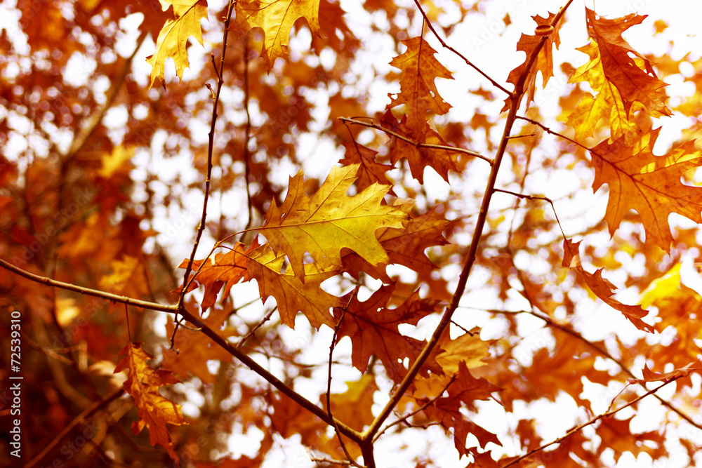 Colorful autumn leaves on a branch Colorful autumn leaves on a branch