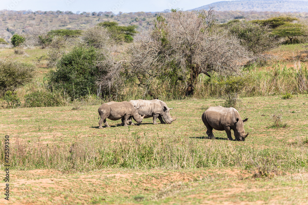 Rhinos Wildlife Animals Landscape