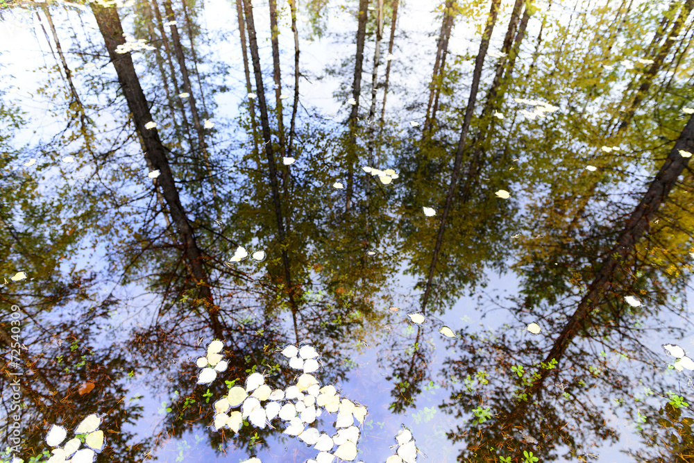 Fototapeta premium reflection of high pines in the pond