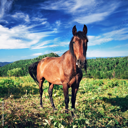Brown horse grazing on mountain fields