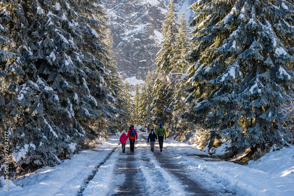 Obraz premium Droga przez las w górach