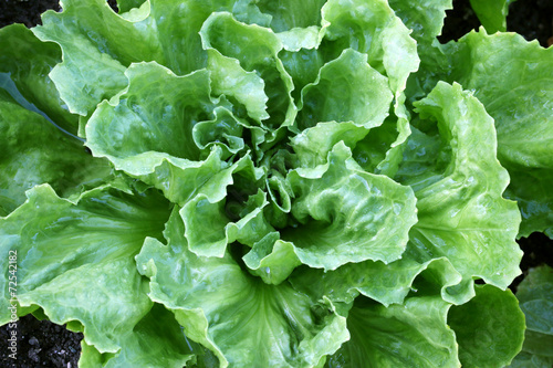 Home grown Broad-leaved Endive Salad leaves photo