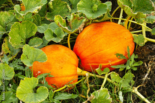 ripe of yellow pumpkins at the field photo