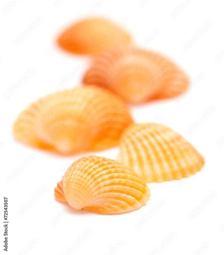 cockle shells