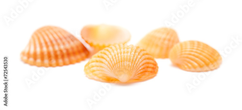 cockle shells