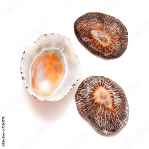 limpet shells isolated on white