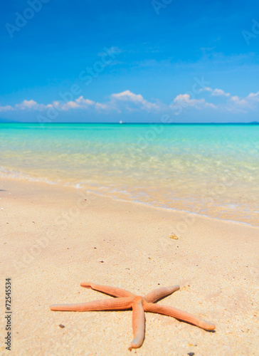 Fototapeta Naklejka Na Ścianę i Meble -  On a Beach Starfish called Wanda