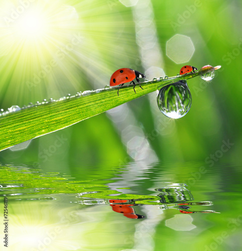 Fresh green grass with dew drops and ladybugs closeup.