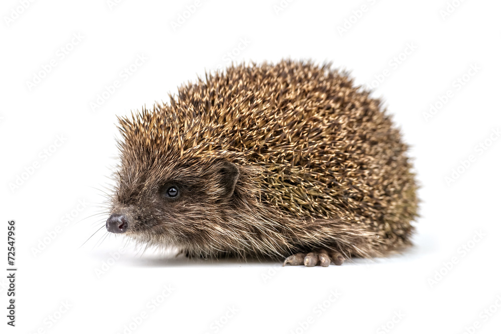 hedgehog hedgehog