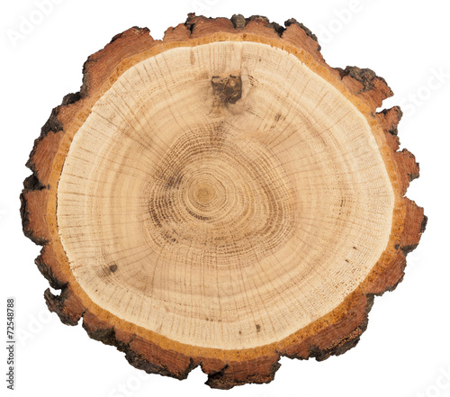 Fotografie, Obraz cut of tree