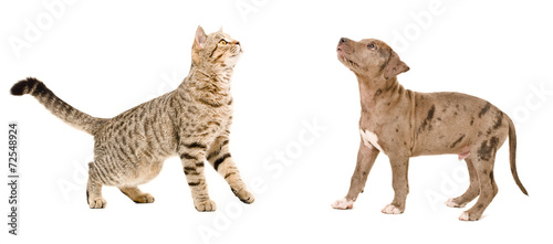 Cat and puppy standing looking up