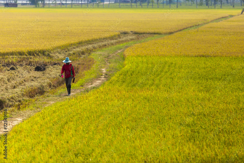 Famer walking on rice field