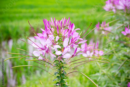 Pink Spider flower or Cleome spinosa