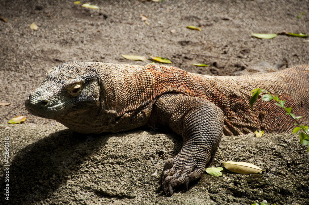 Komodo Dragon Komodo Dragon