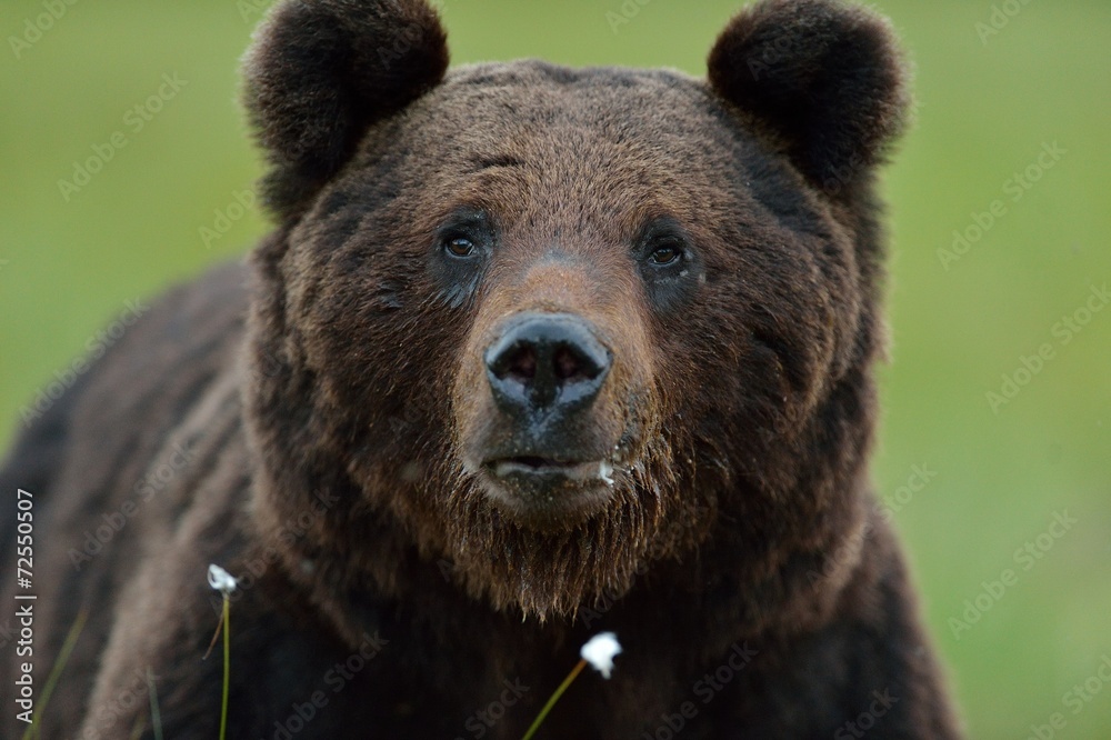 Male brown bear portrait