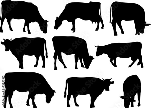 nine cows silhouettes isolated on white