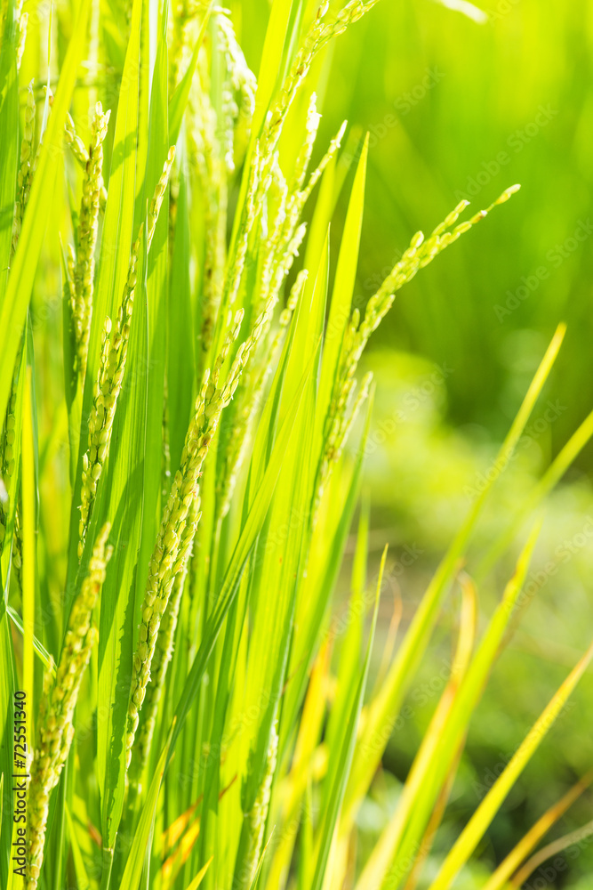 Close Up of Rice in Rice Field Close Up of Rice in Rice Field