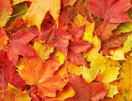 Surface covered with colorful maple leaves