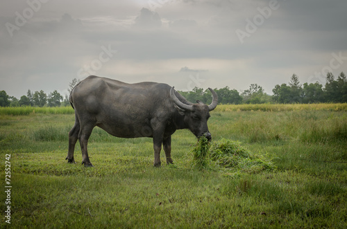 buffalo eating in field