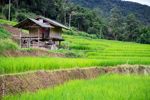 Natural Thai rice field in Chiangmai, Thailand