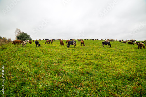 green field with cows in the country © Martins Vanags