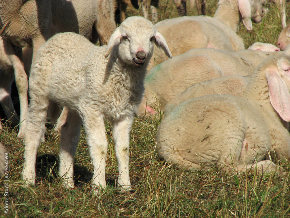 Obraz premium lamb in the midst of the large flock of sheep and goats