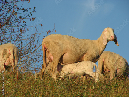 mother sheep breastfeeding her little lamb