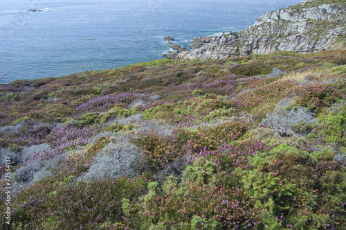 Erica sul mare, Bretagna photo