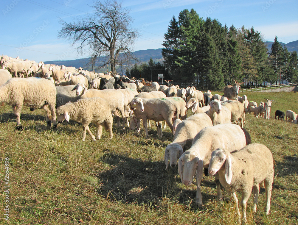 large flock of sheep and goats grazing in mountain meadow
