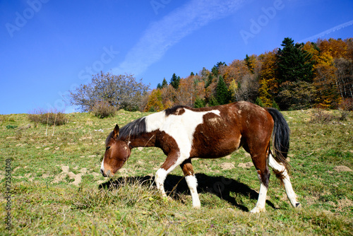 horse in the mountain pastures to the season of autumn