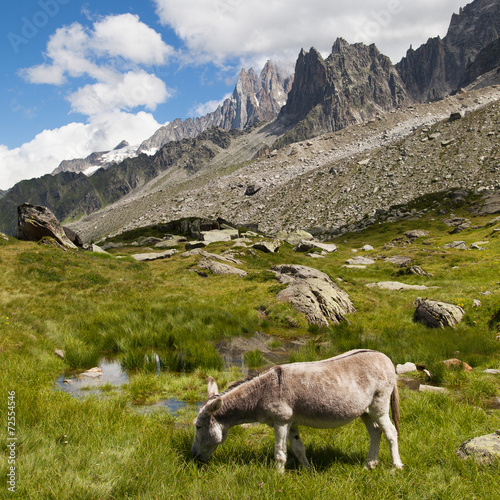 Donkey grazing in the mountains