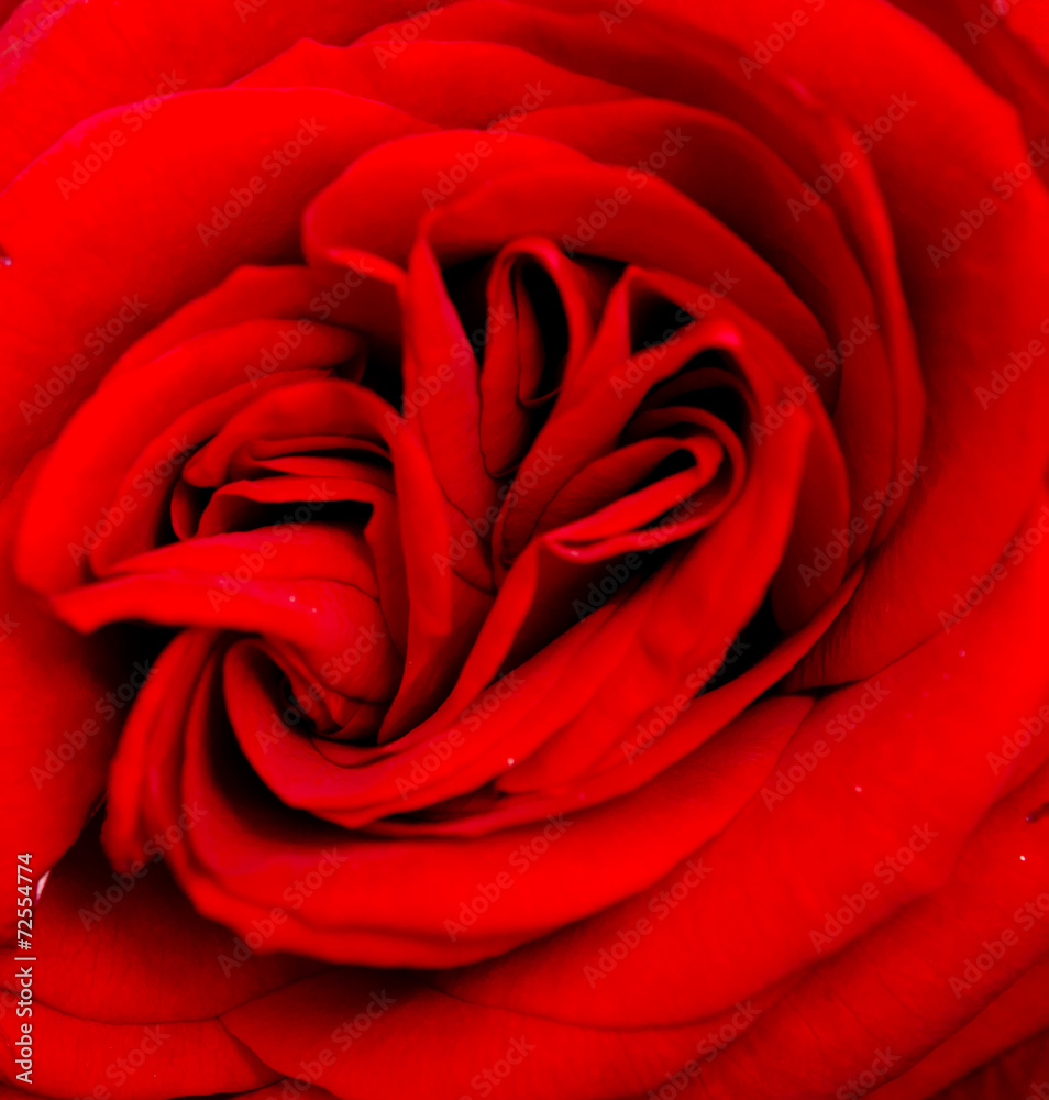 red rose red rose