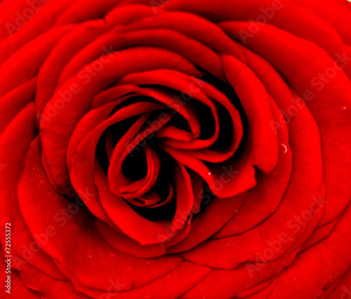 red rose