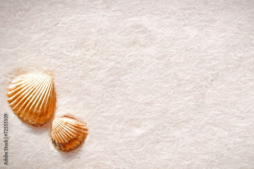 two shells - illustration based on own photo image