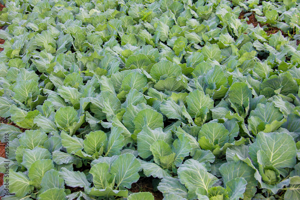 Cabbage field Cabbage field