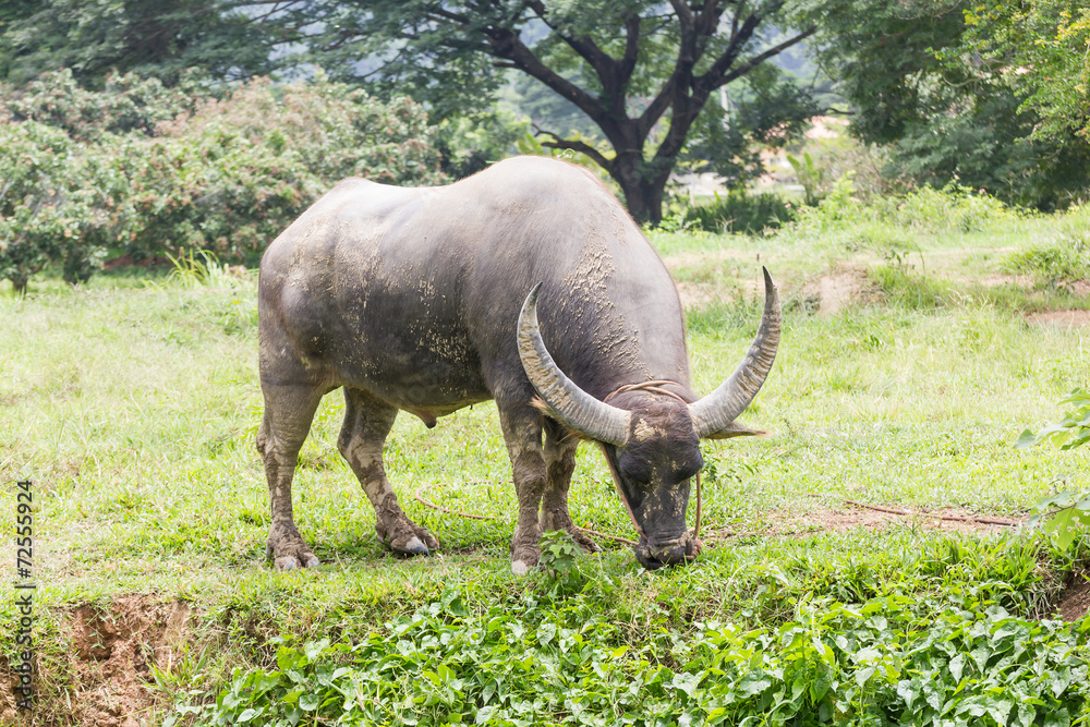Fototapeta premium Buffalo grazing in a field