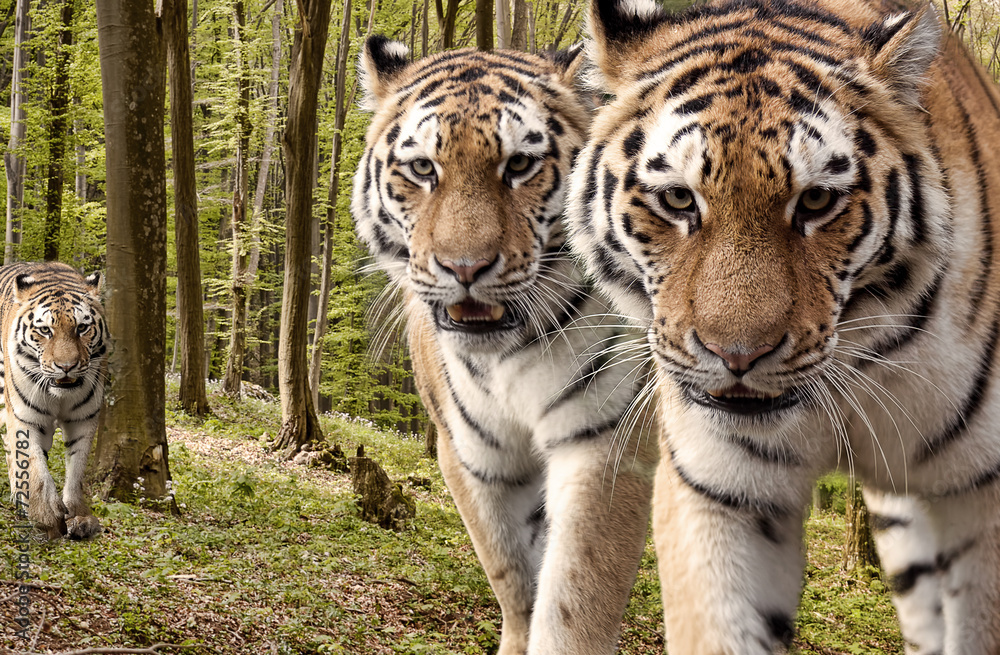 Fototapeta premium Curious tigers in the forest