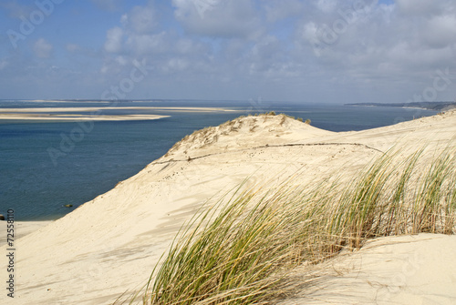 Oyat, Plante des dunes, Dune du Pilat, banc d'arguin, 33 photo